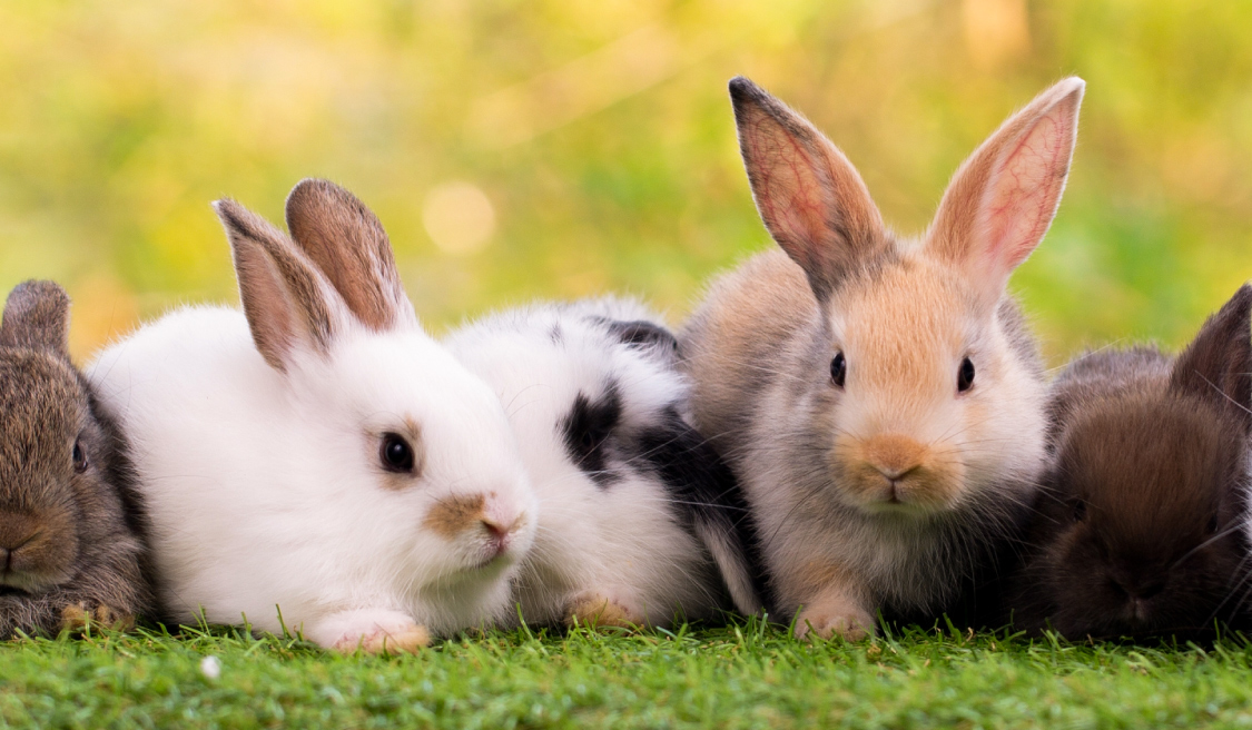 Edukacinė triušių paroda