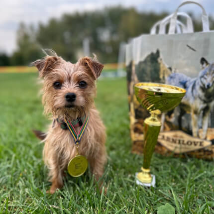 Mišrūnės Ricottos istorija: praeityje – nelegali veisykla, dabar – kalėdinės reklamos herojė