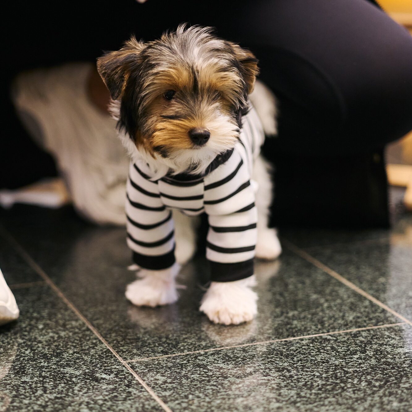 Augintinių drabužiai – ne tik stiliaus detalė: kada jų tikrai reikia ir kaip išsirinkti?